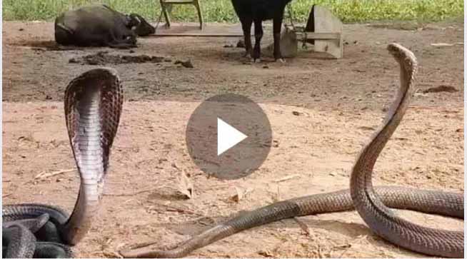 Snake Viral Video